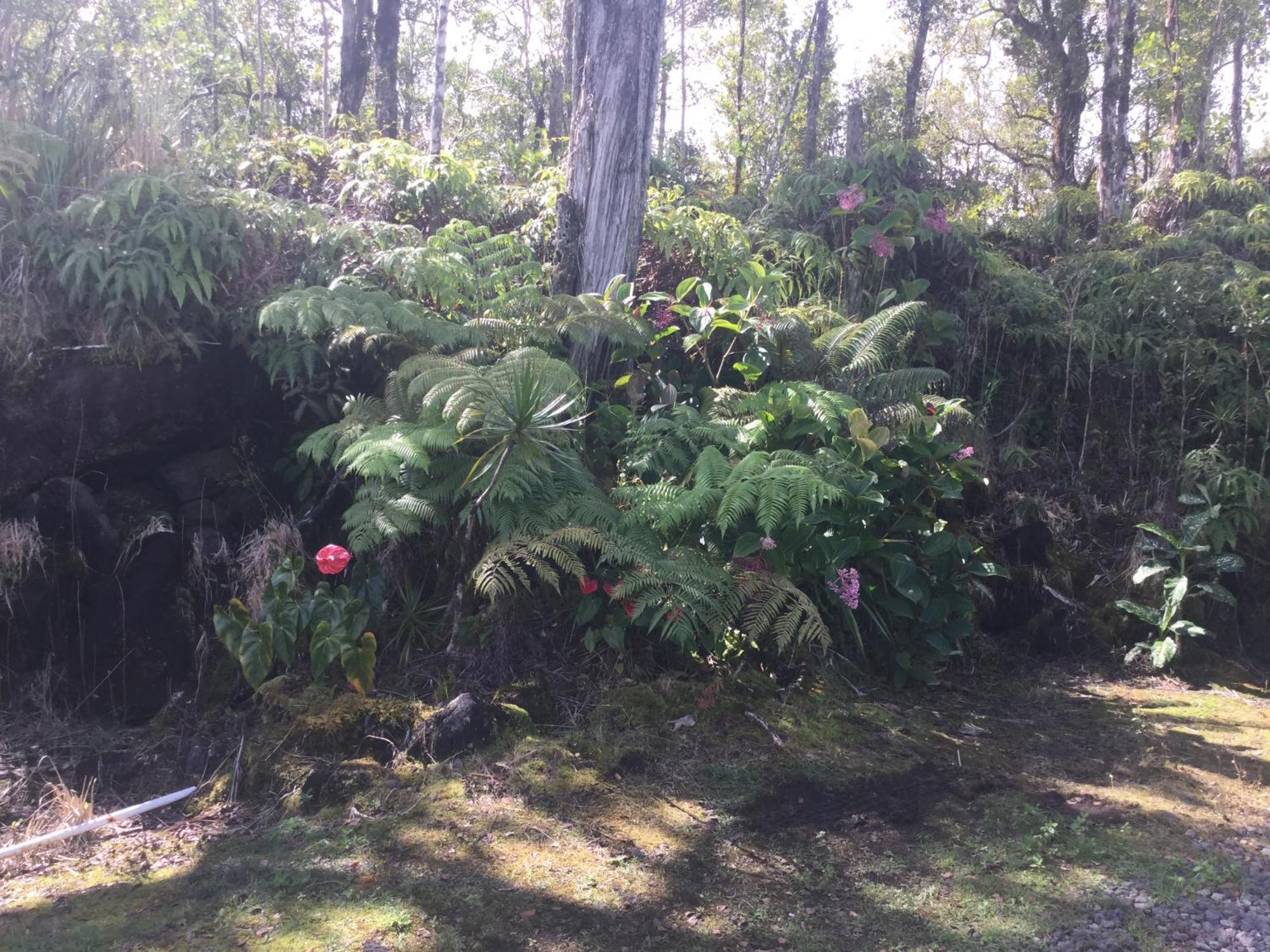 Simply Convenient Tropical Country Studio Mountain View Exteriör bild
